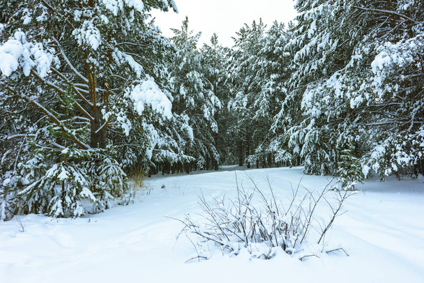 zimowy las w śniegu - Zdjęcie, obraz