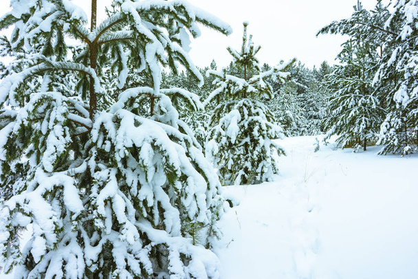 Winter Forest in Snow - Fotografie, Obrázek