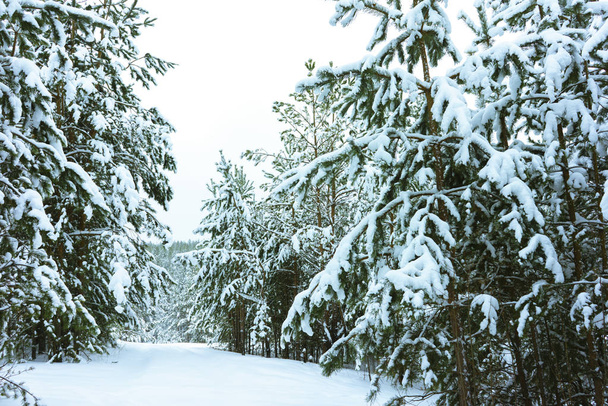 Winter Forest in Snow - Fotó, kép