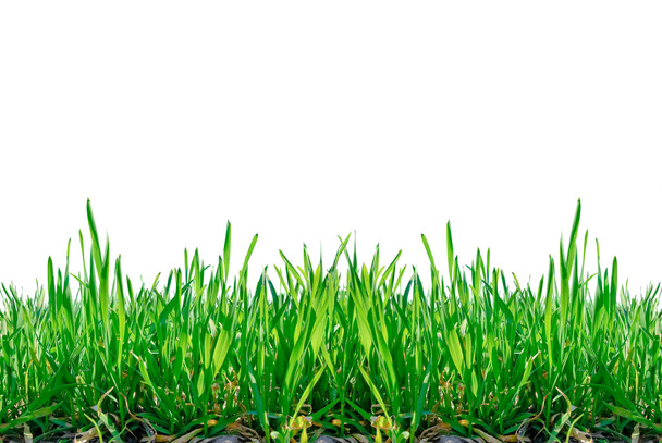 "Стебла трави ізольовані на білому тлі
." - Фото, зображення