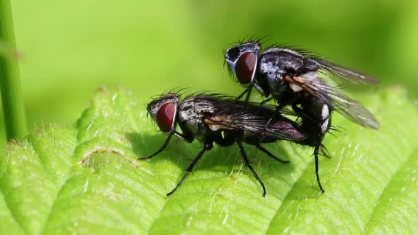Gray flesh fly - pairing - Footage, Video