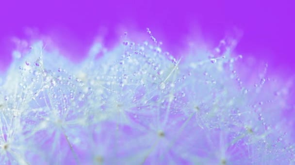Paardebloem zaad bloem rotatink op pastel achtergrond. 4k-beeldmateriaal close-up. - Video