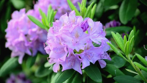 Video van Bright Rhododendron close up, lente verse bloemen - Video