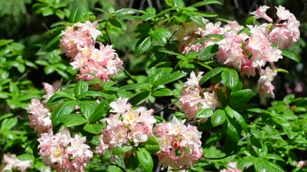 Videó a fényes Rhododendron közelről, tavaszi friss virág - Felvétel, videó