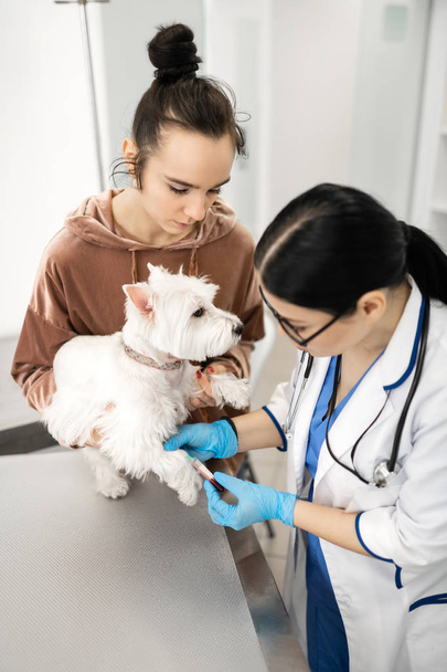 Veterinario che preleva campioni di sangue di cane bianco vicino al suo proprietario
 - Foto, immagini