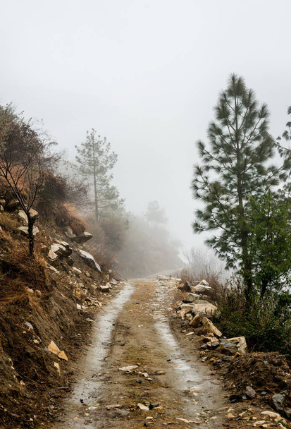Strada d'alta quota in Himalaya circondata da alberi di deodar
 - Foto, immagini