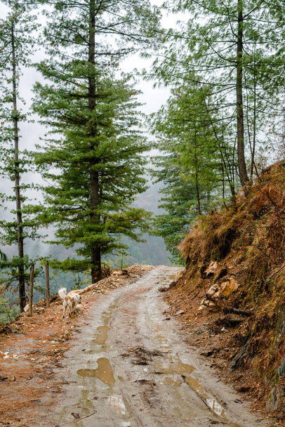 Высотная дорога в Гималаях, окруженная деодором
 - Фото, изображение