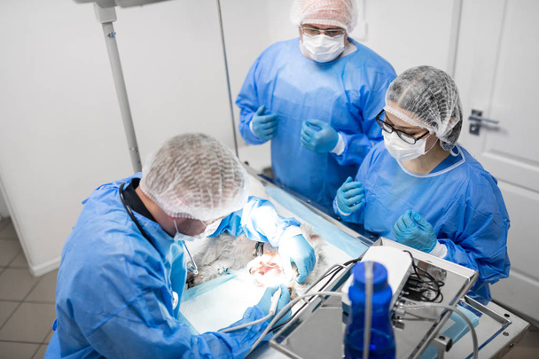 Three professional vet dentists operating white dog - Photo, Image
