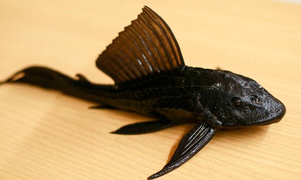 Sucker-mouth catfish (Hypostomus plecostomus) on wood background.  - Photo, Image