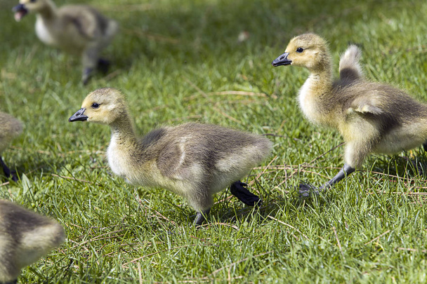 Twee Goslings lopen in het gras. - Foto, afbeelding