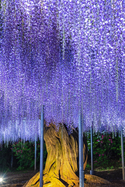 Vista de plena floración púrpura rosa gigante Wisteria enrejado. misteriosa belleza cuando se ilumina por la noche con flores florecientes de colores. Ashikaga Flower Park, Tochigi, famoso destino turístico en Japón
 - Foto, imagen