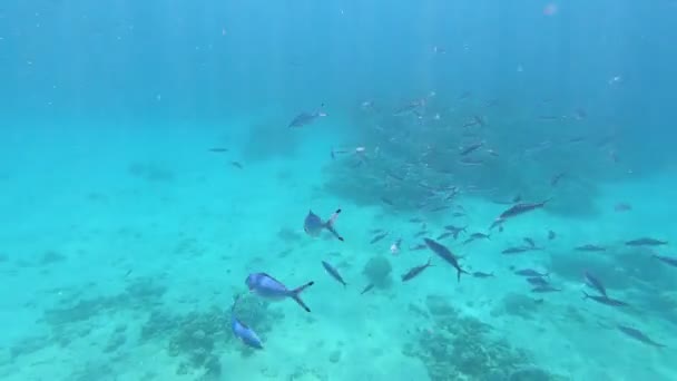 Fauna Morza Czerwonego. Piękne srebrne ryby pływa wzdłuż malowniczej rafy koralowej. Dynamiczny film z ryb w przezroczystej niebieskiej wodzie. Nurkowanie z rurką, aktywny odpoczynek. - Materiał filmowy, wideo