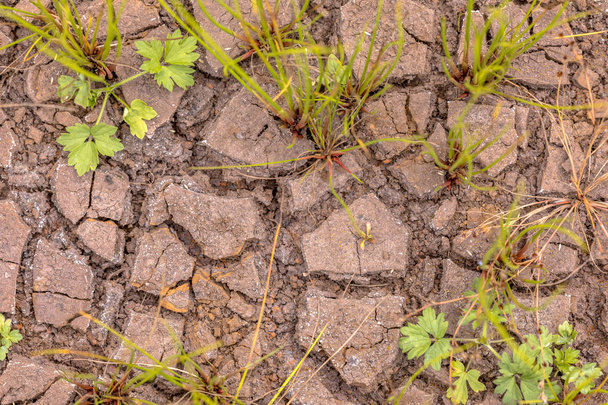 Krakovaná půda způsobená suchem - Fotografie, Obrázek