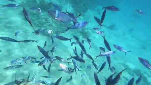 Fauna Morza Czerwonego. Piękne srebrne ryby pływa wzdłuż malowniczej rafy koralowej. Dynamiczny film z ryb w przezroczystej niebieskiej wodzie. Nurkowanie z rurką, aktywny odpoczynek. - Materiał filmowy, wideo
