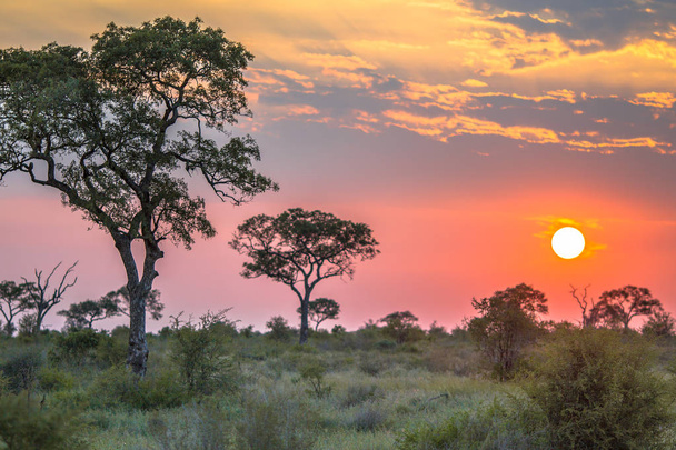 Afrykańskie słońce nad równina sawannowy - Zdjęcie, obraz