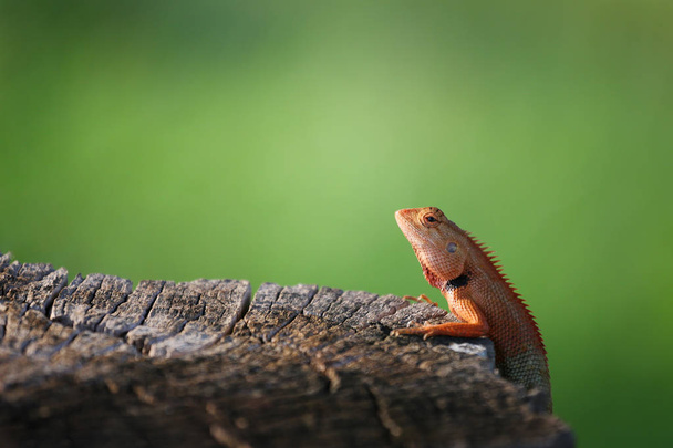 Brown chameleon animal hang on stump. - Photo, Image