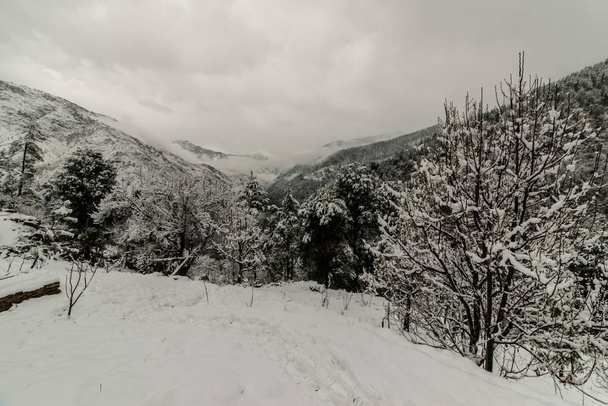 Hóval borított fa Himalájában télen - Fotó, kép
