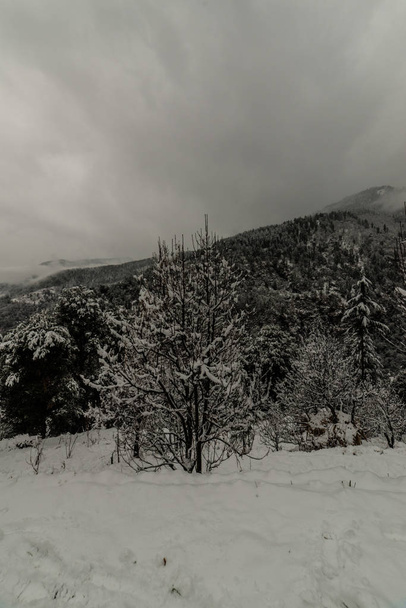 Arbre couvert de neige en himalaya en hiver
 - Photo, image
