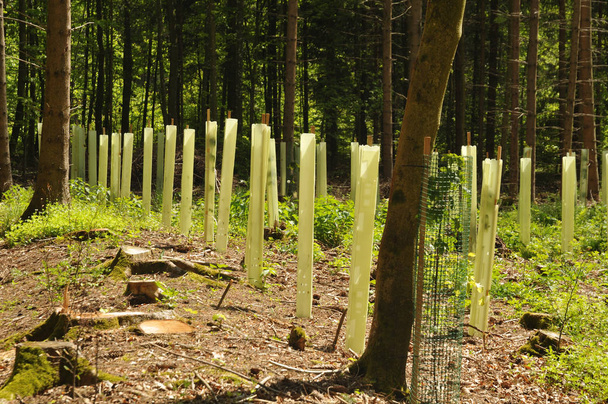 zaailingen in een bosglade beschermd met boomhutten - Foto, afbeelding