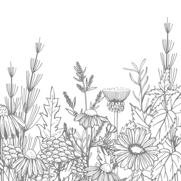 Hand drawn medicinal herbs.Vector sketch  illustration. - Vektor, Bild