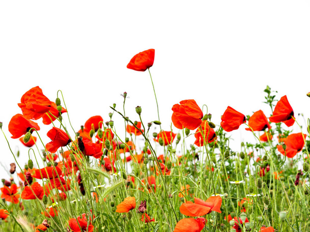 Red poppies isolated on white background - Photo, Image