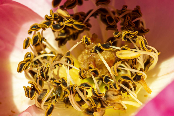Primer plano de una flor de pistilos amarillos
 - Foto, Imagen