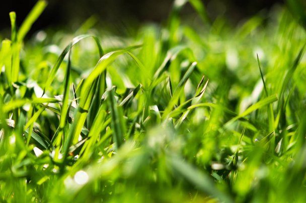 Green grass close-up - Foto, imagen