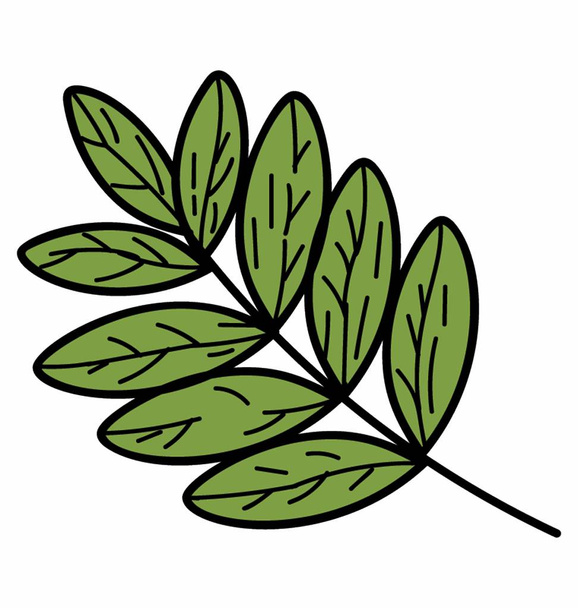 Pinnatisect Leaf Vector - Vector, imagen