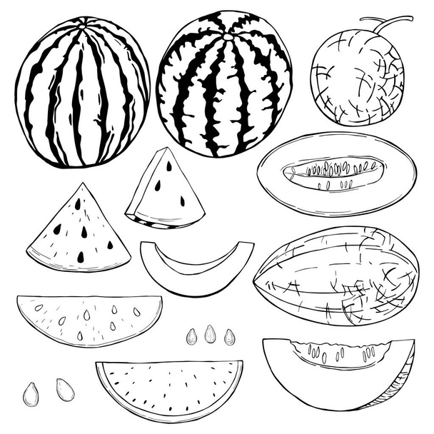 Sandía dibujada a mano y melón. Dibujo vectorial ilustración
. - Vector, Imagen