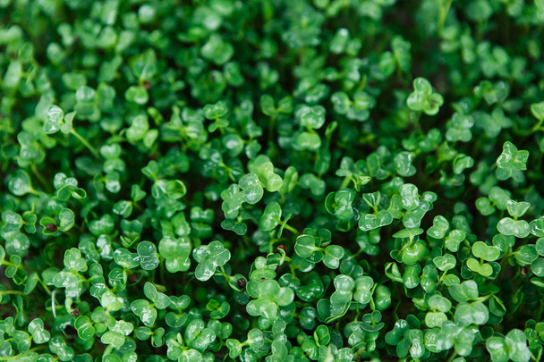 Microgreen background in natural light - Foto, afbeelding