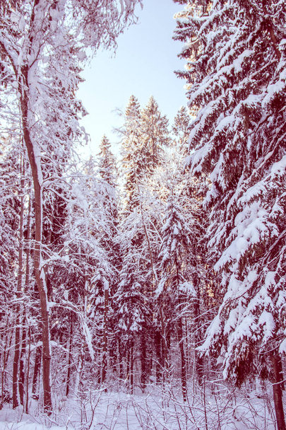 Geweldig landschap van winter bos. Bomen bedekt met sneeuw - Foto, afbeelding