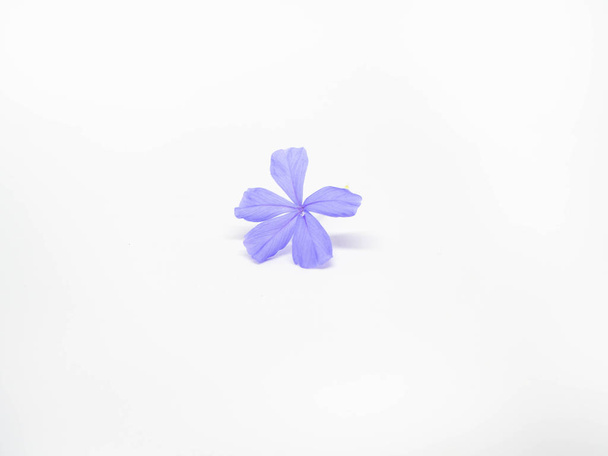 Flor sobre fondo blanco, Color púrpura
 - Foto, Imagen