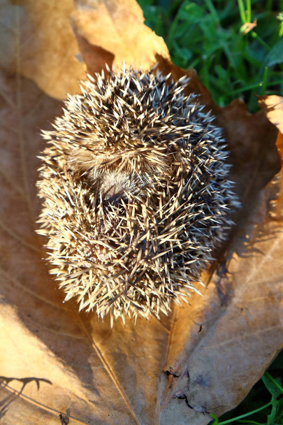 European Hedgehog in Autumn, with leaves. Latin Name: Erinaceus Europaeus. - Photo, Image