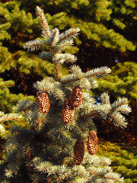 Branch of blue spruce with ripe pinecones - Photo, Image