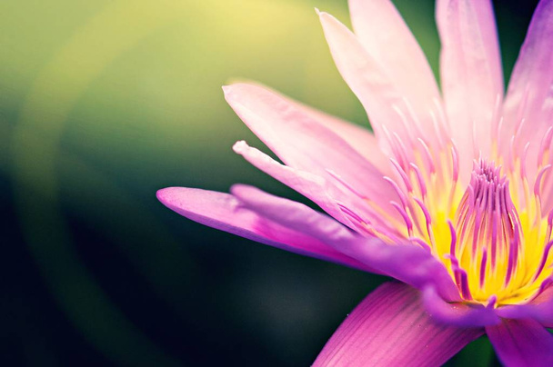una flor de loto rosa en el estanque, que florece por la mañana con un rayo de luz solar, hermoso uso de flores para fondo de pantalla
 - Foto, Imagen