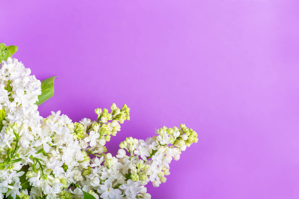 Fundo de primavera. Os ramos de lilás branco closeup em um fundo rosa. Flat Lay, espaço de cópia, espaço para texto
. - Foto, Imagem