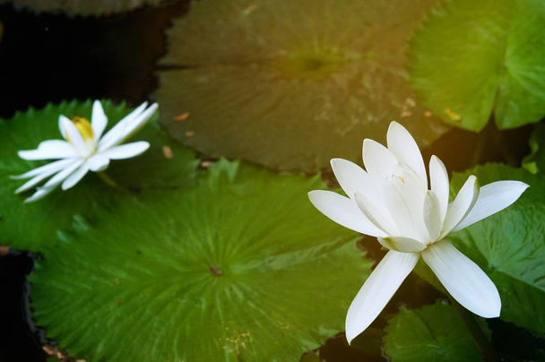 lotus flower blooming In the summer, white lotus blooms in the park, lotus leaves and flowers in pond - Photo, Image