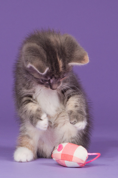 Gattino che gioca con il mouse giocattolo rosa
 - Foto, immagini