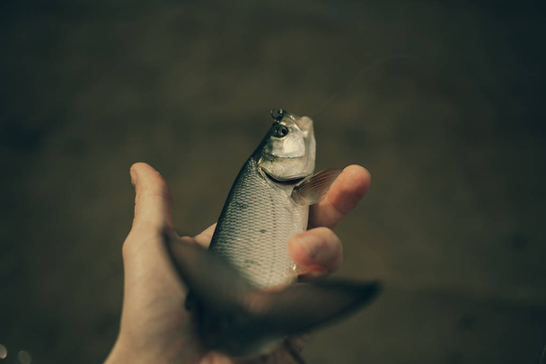 Fishing. Fisherman holding an Asp. - 写真・画像
