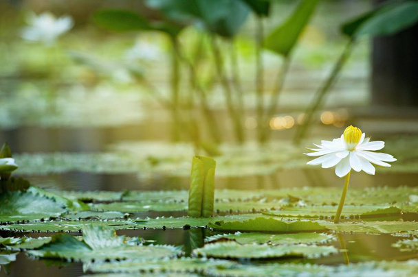 nilüfer çiçeği yaz aylarında çiçek açar, parkta beyaz nilüfer açar, nilüfer yaprakları ve gölette çiçekler - Fotoğraf, Görsel
