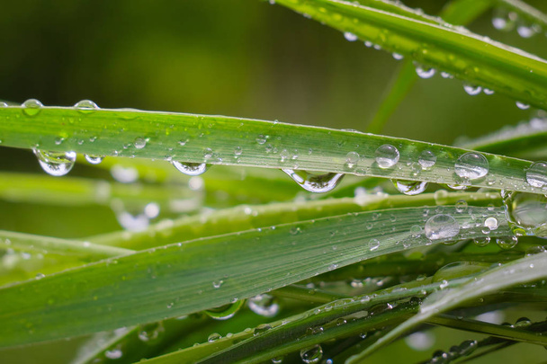 Green grass in nature with raindrops - Fotó, kép