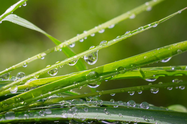 Green grass in nature with raindrops - Fotografie, Obrázek