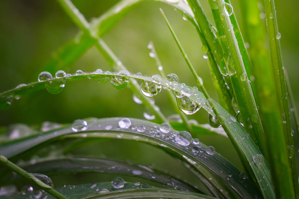 Green grass in nature with raindrops - 写真・画像