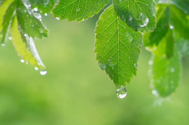 Green leaf with raindrops in the summer in nature develops in the wind - Fotografie, Obrázek