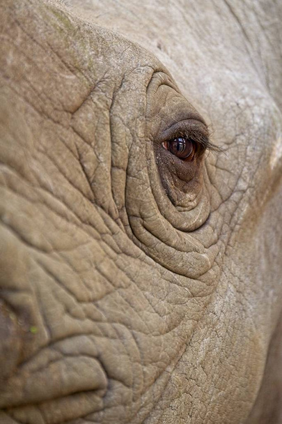 ritratto ravvicinato di un occhio triste di un rinoceronte nero
  - Foto, immagini