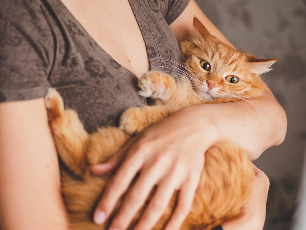 Roztomilá zázvorná kočka sedí na ženské ruce a dívá se na kameru. Symbol pro přijetí pet. - Fotografie, Obrázek