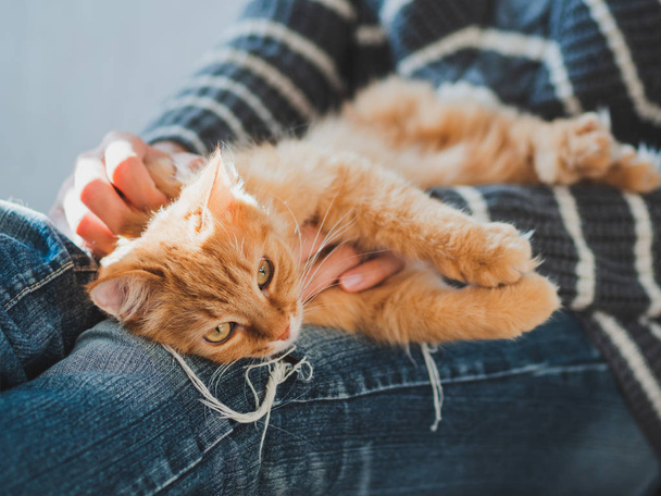 Cute ginger cat dozing on woman knees. Woman in torn jeans stroking her fluffy pet. Cozy home. - Foto, imagen