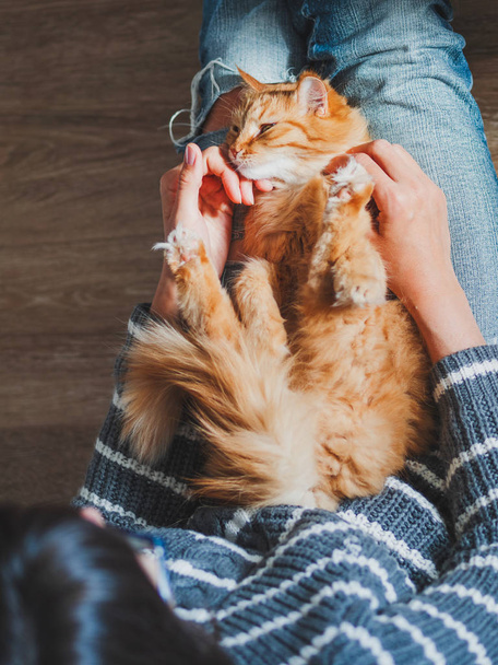 Cute ginger cat dozing on woman knees. Woman in torn jeans stroking her fluffy pet. Cozy home. Top view. - Foto, Imagem