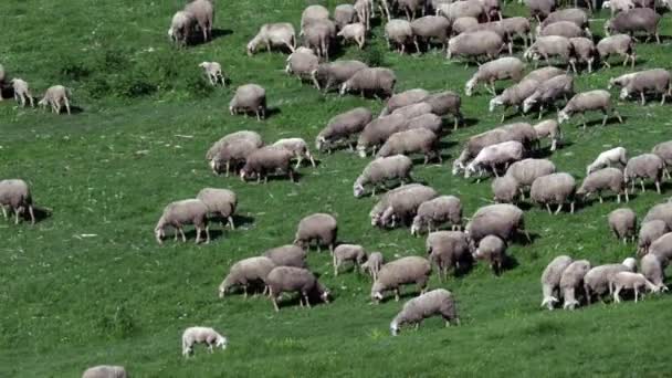 lammasparvi luonnollisella kukkulalla montagne-alueelta, lampaat syövät ruohoa, kevätkauden aika
 - Materiaali, video