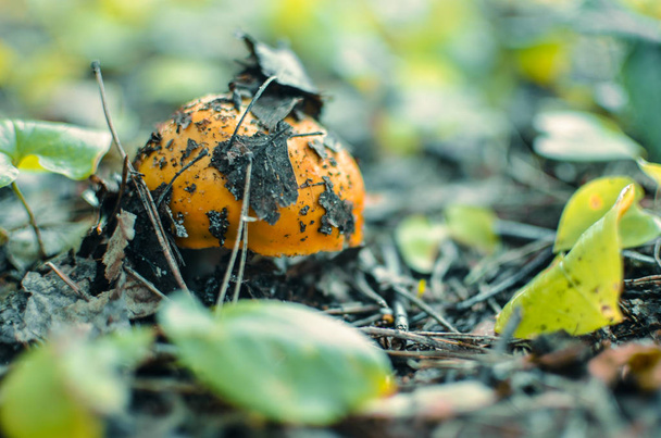 Un hongo amarillo comestible salvaje en el primer plano del bosque
 - Foto, Imagen
